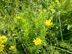 Chamaecytisus austriacus