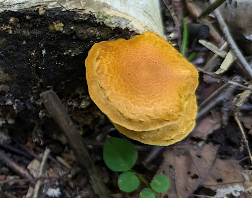 Pleuroflammula tuberculosa