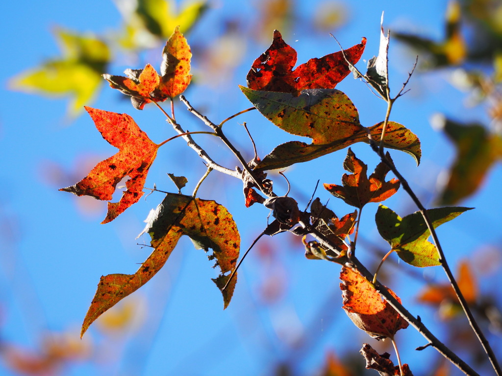 Liquidambar formosana