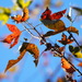Chinese Sweetgum - Photo no rights reserved, uploaded by 葉子