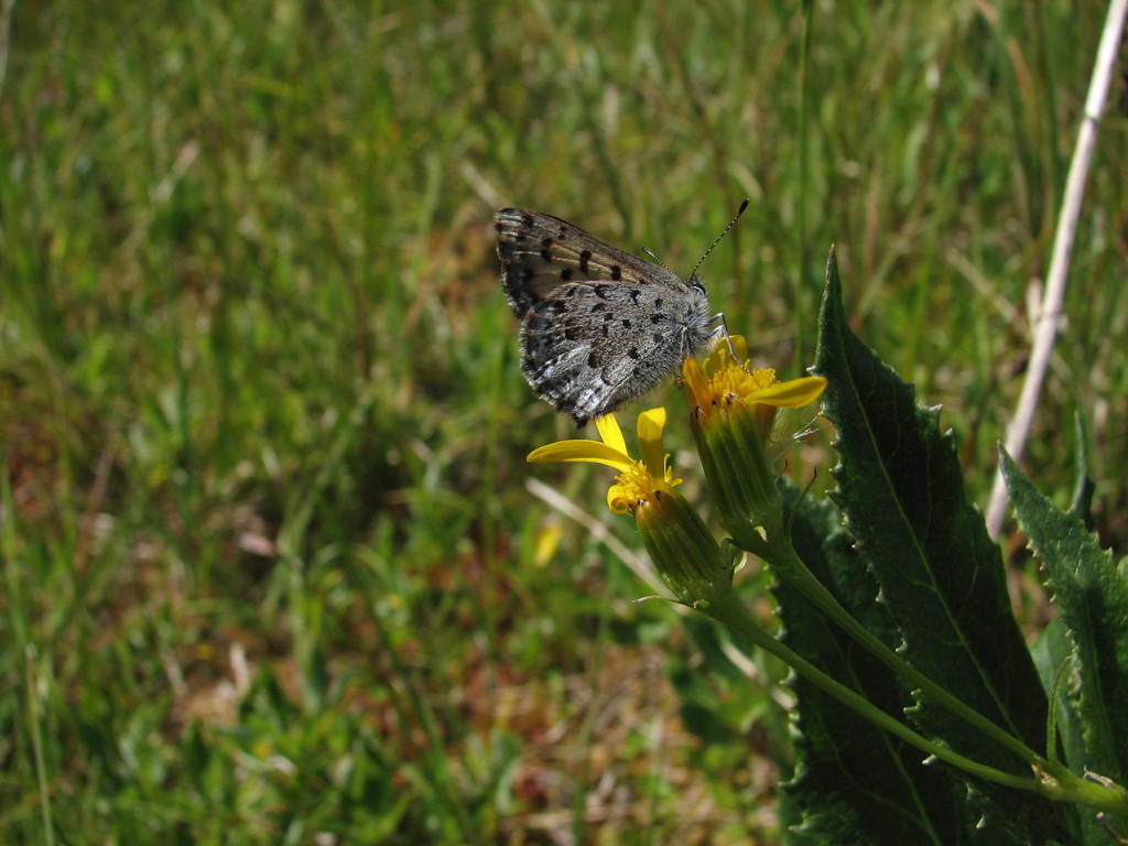 Mariposa Copper