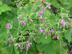 Pelargonium papilionaceum