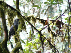 Cryptoleucopteryx plumbea