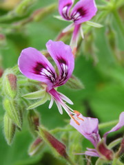 Pelargonium papilionaceum