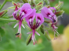 Pelargonium papilionaceum
