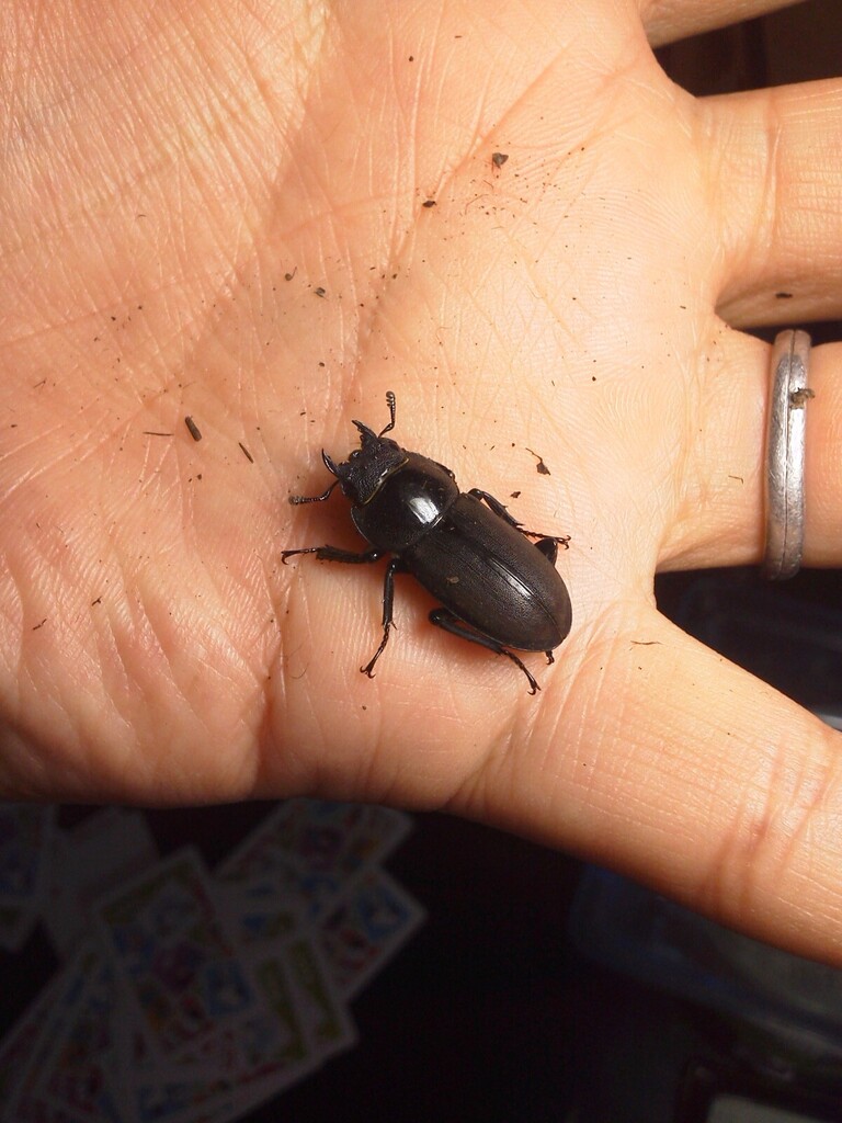 Dorcus rectus rectus in May 2012 by Shin.YD -iKBM. 201205040834 ...