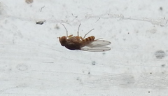 Gitona distigma