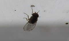 Gitona distigma