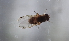 Gitona distigma
