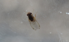 Gitona distigma