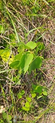 Triumfetta pilosa, photograph (c) Mmatjie Mashao, some rights reserved (CC BY-SA)