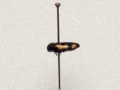 Ptosima gibbicollis