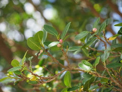 Ficus microcarpa