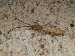 Syllitus argillaceus