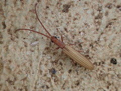 Syllitus argillaceus