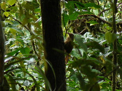 Xiphocolaptes promeropirhynchus