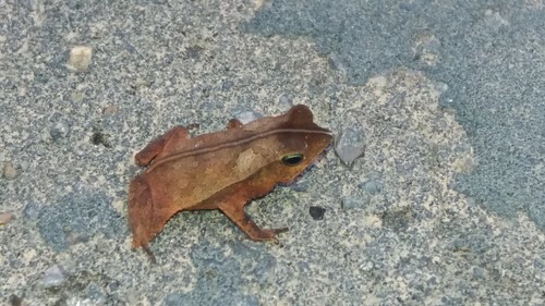 Snouted Toad