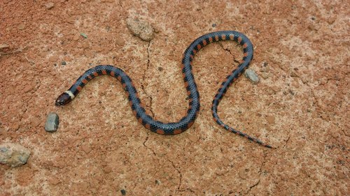 Triangle Water Snake
