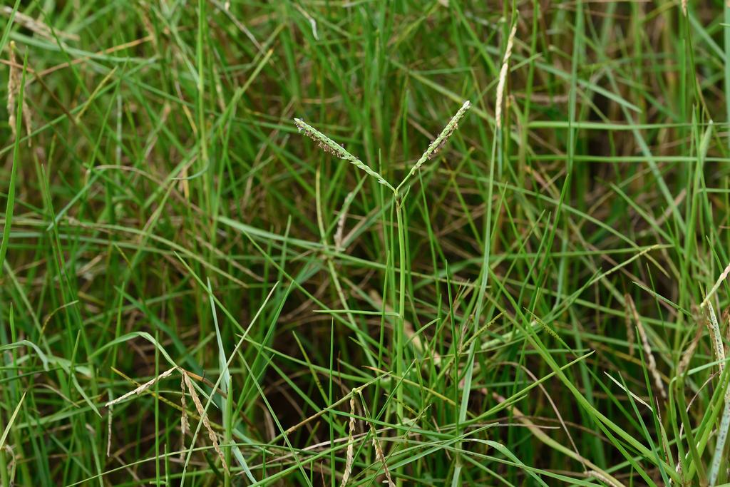 Seashore paspalum (Paspalum vaginatum)
