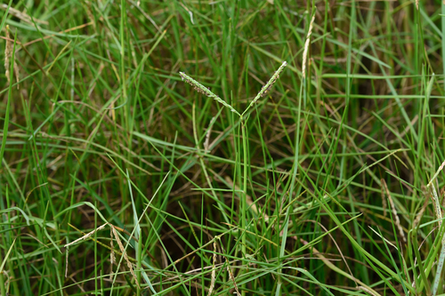 Seashore paspalum (Paspalum vaginatum)