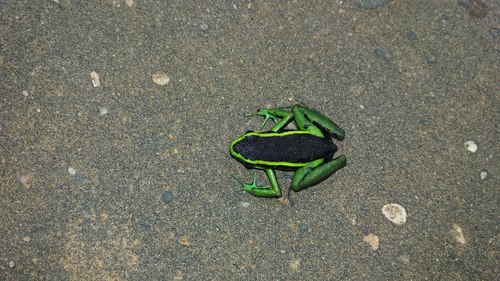 Three-striped Poison Frog, Ameerega trivittata