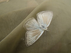 Polyommatus dolus