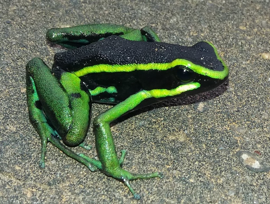 Three-Striped Arrow-Poison Frog