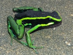 Three-Striped Arrow-Poison Frog photo 1