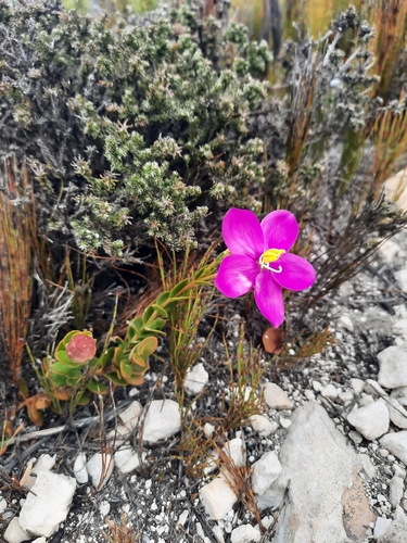 Chironia tetragona, photograph 6
