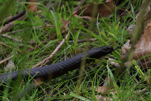 Red-bellied Black Snake sighting