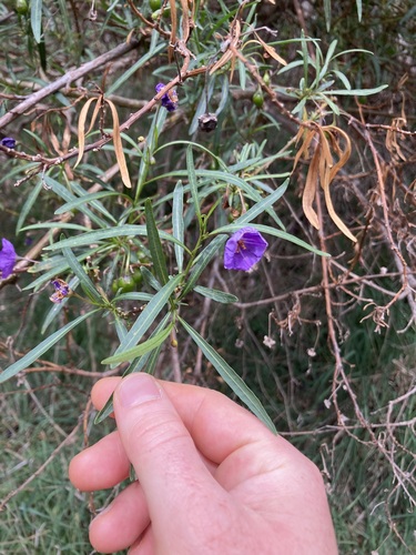 Solanum linearifolium, photograph 2