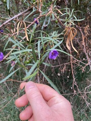 Solanum linearifolium, photograph (c) Victor Phillips, some rights reserved (CC BY-SA)