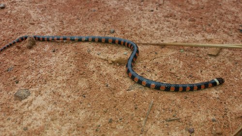 Triangle Water Snake