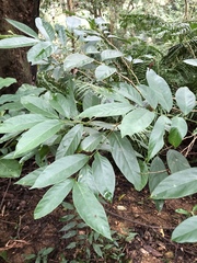 Glochidion acuminatum