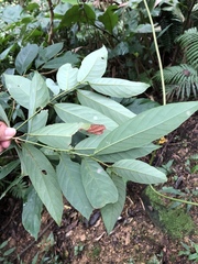 Glochidion acuminatum