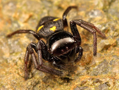 Pactactes trimaculatus