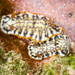 Hypselodoris - Photo (c) David R, some rights reserved (CC BY-NC), uploaded by David R