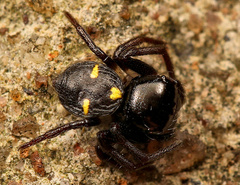 Pactactes trimaculatus