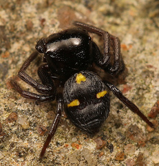 Pactactes trimaculatus