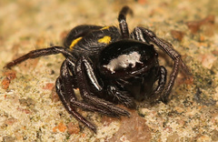 Pactactes trimaculatus