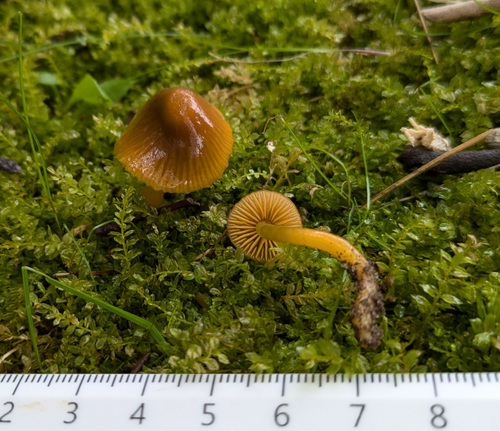 Gliophorus psittacinus