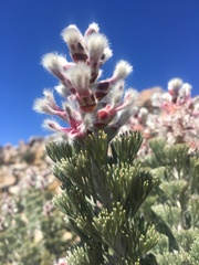 Paranomus tomentosus