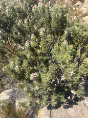 Paranomus tomentosus