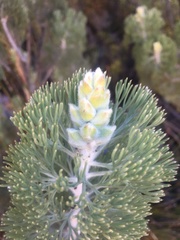 Paranomus tomentosus