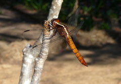 Thermorthemis madagascariensis