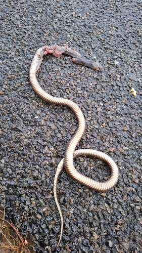 Mainland Dugite sighting