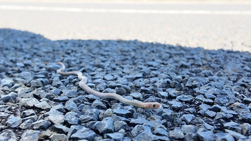 Yellow-faced Whipsnake sighting