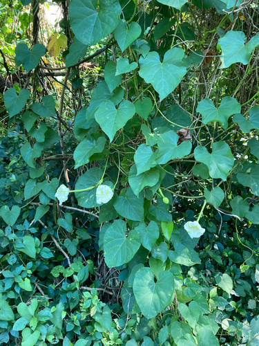 Ipomoea alba