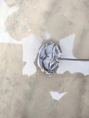 Carcinoscorpius rotundicauda