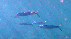 Hemiramphus brasiliensis